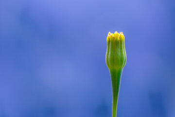 flower bud, unbloomed flower, garden, blurry background © TomaszGwóźdźFoto
