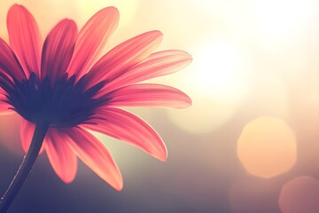 Fototapeta premium Close up of vibrant flower petals in bloom