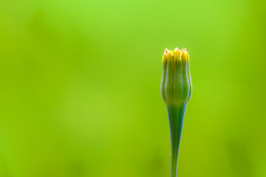flower bud, unbloomed flower, garden, blurry background