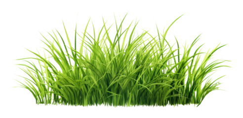 PNG Grass plant green lawn.