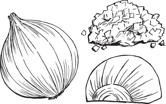 玉ねぎ　丸ごと・半分・みじん切り　手描き　線画セット