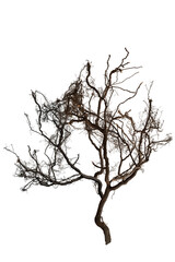 Bare branch without leaves or root on isolated background. Dry tree in winter or during drought.