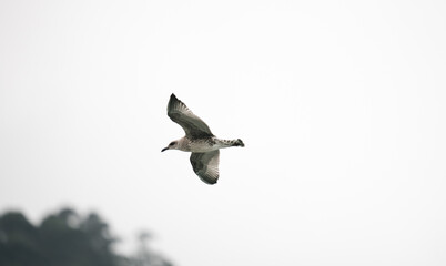 Obraz premium seagull flying with forest in the background during sunset 