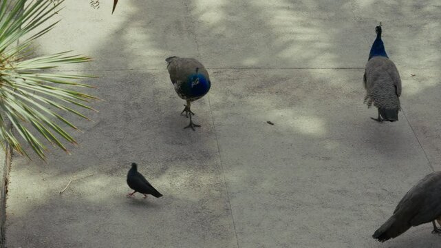 Blauer Pfau Pavo cristatus