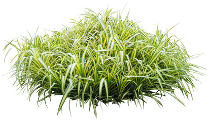 Spider plant bush or chlorophytum comosum isolated on transparent background. Tropical plant flower bush tree. 