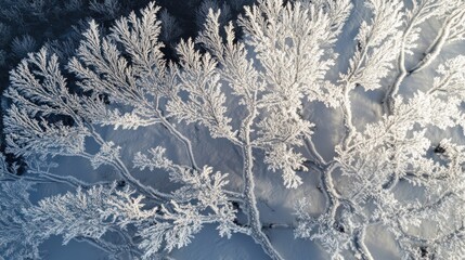 Aerial View of a Snowy Forest
