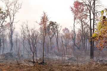 Charred remains of a fire in Burle Marx Park in Brasilia, Brazil the result of Arson