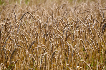 Golden wheat filed in Bela krajina