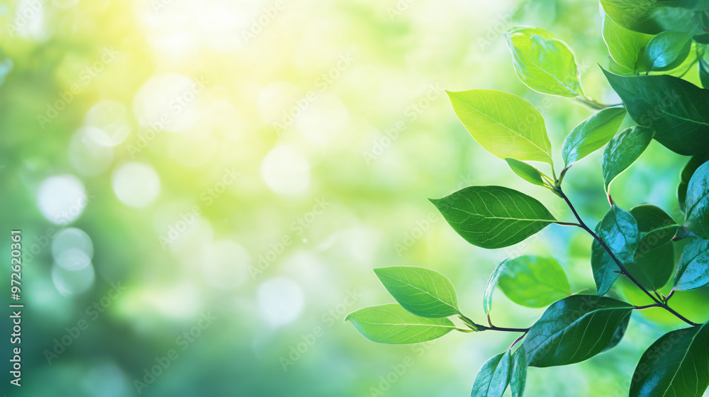 Poster Sun shining through green leaves growing on branch in spring forest with copy space