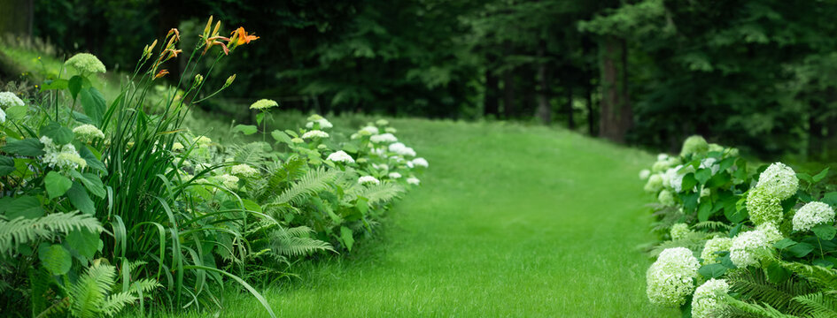 piękny naturalny ogr&oacute;d z trawnikiem, paprociami i hortensjami, leśny ogr&oacute;d, forest garden