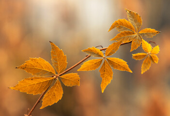 Jesienna impresja, liście, dzikie wino, tapeta, dekoracja.  © mycatherina