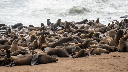 Cape Fur Seals in Cape Cross National Park of Namibia, Southern Africa