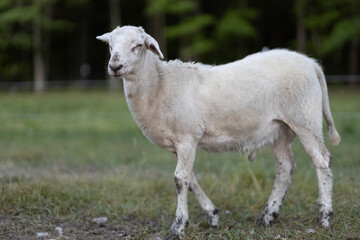 Young ram lamb