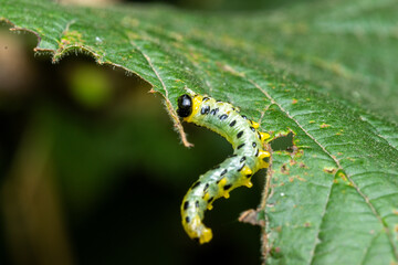 Breitfüßige Birken-Blattwespe (Nematus septentrionalis) frißt an einem Haselnussblatt