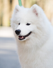 Fototapeta premium Samoyed white dog on a leash on park road
