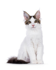 Pretty van Maine Coon cat kitten, sitting up facing front. Looking towards camera. Isolated on a white background.