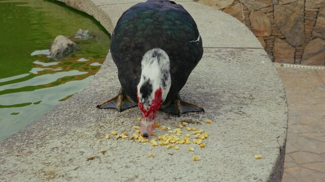 Warzenente in einem Teich