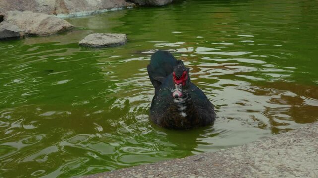 Warzenente in einem Teich