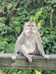 Monkey in Bali