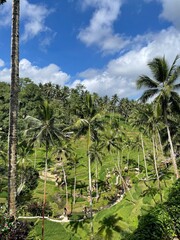 Fototapeta premium palm trees on the beach