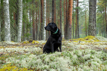 A black Labrador retriever on active recreation in a green pine forest. happy retriever dog sitting in the forest.