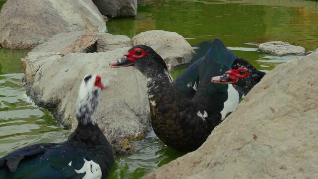 Warzenente in einem Teich