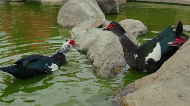 Warzenente in einem Teich