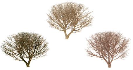 Three Dried Sea Fan Corals in Different Colors, Isolated on transparent background