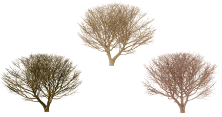 Three Dried Sea Fan Corals in Different Colors, Isolated on transparent background