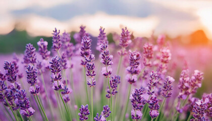 Lavender field. Close-up of purple lavender flowers at sunset with selective focus. Natural cosmetics and medicine concept. Sun flare and foreground blur, soft focus.