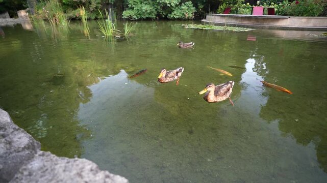 japanese garden on Budapest 's island