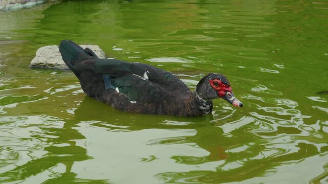 Warzenente in einem Teich