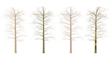 Obraz premium Four Seasons Tree, Winter, Spring, Summer, Autumn Tree with Changing Foliage