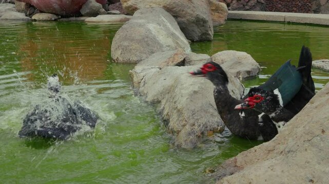 Warzenente in einem Teich