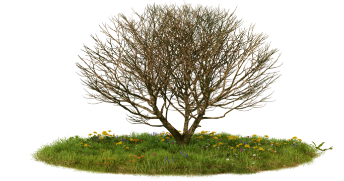 Isolated bare tree on a grass patch with yellow flowers