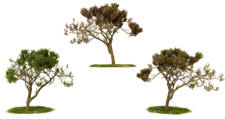 Set of three 3D model trees for game or architectural design