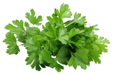 PNG Fresh parsley herb leaf herbs plant white background.