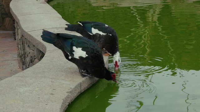 Warzenente in einem Teich