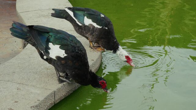 Warzenente in einem Teich
