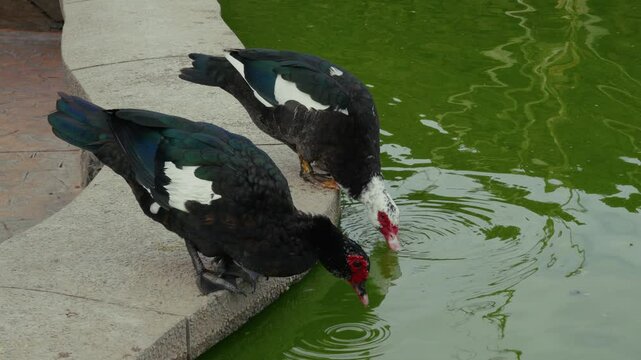Warzenente in einem Teich