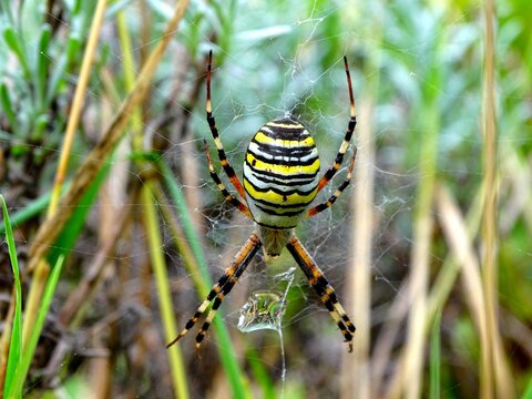 Argiope bruennichi commonly known as the Banded Spider, Horned Spider, Horned Argiope, Striped Argiope or Banded Argiope is a species of araneomorph spiders in the family Araneidae