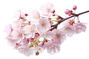 Obraz premium PNG Sakura branches clipping path cherry blossom branches flower plant white.