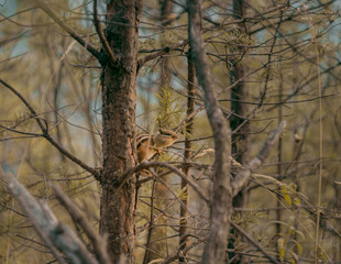 Chipmunk climbing on tree branches in forest, blending into natural environment