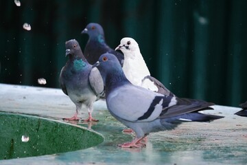 four doves