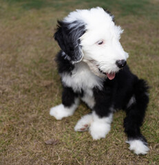 Sheepadoodle puppy sitting down outside