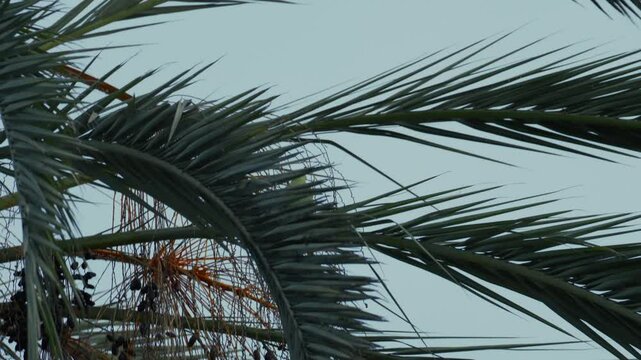 Halsbandsittich sitzt in Palme und sucht nach Futter