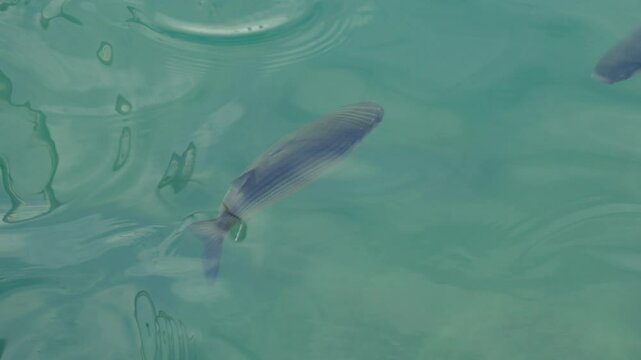 Fische schwimmen im Mittelmeer