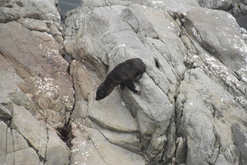 Cute baby sea lions drinking milk from their mother in Kaikoura, New Zealand