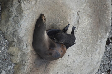 Cute baby sea lions drinking milk from their mother in Kaikoura, New Zealand