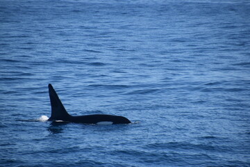 Fototapeta premium Humpback and Killer Whale (Orca) Watching in Kaikoura, South Island, New Zealand